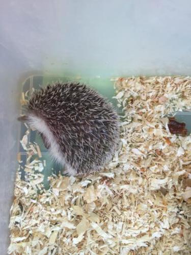 Hedgehogs for sale