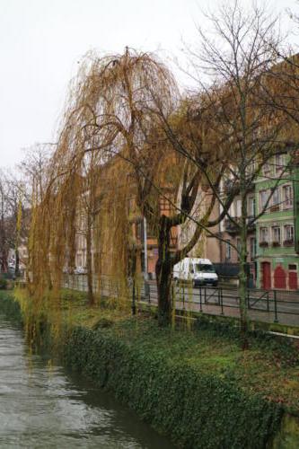 More interesting trees by the water